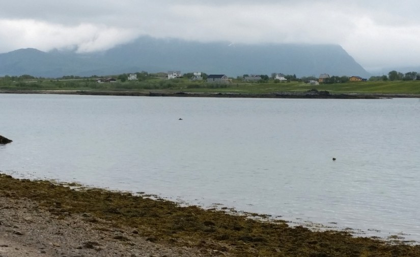 Nises being spotted!