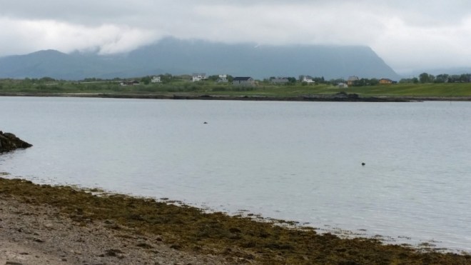 Nise fin sticking up over surface