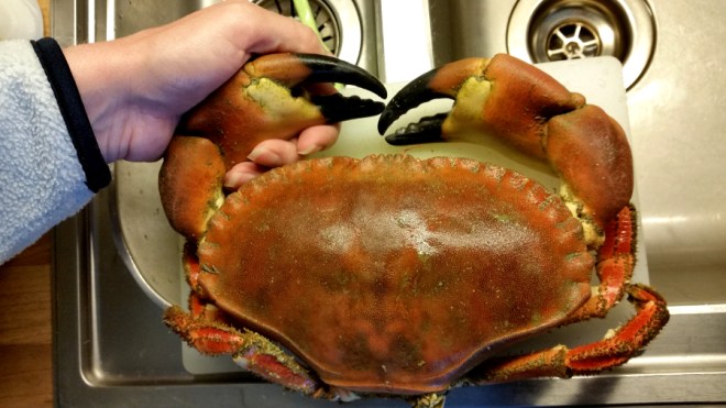 Big crab