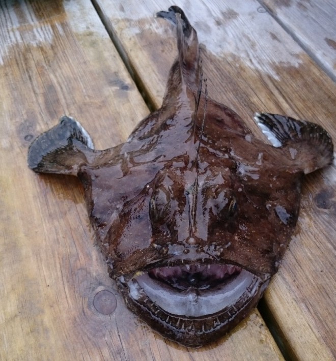 Anglerfish on land