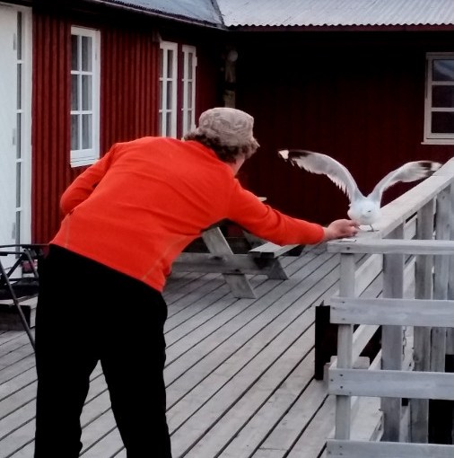 The story about the tame&nbsp;seagull