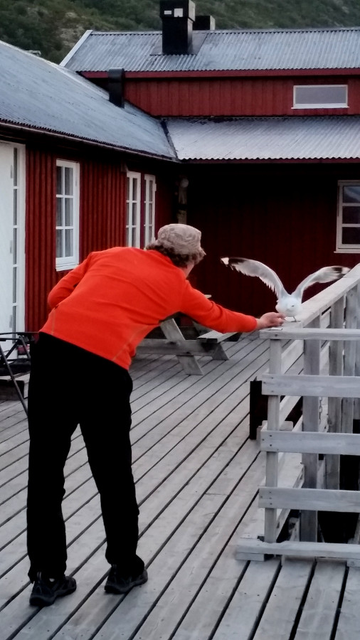 Johan trains seagull eating from hand