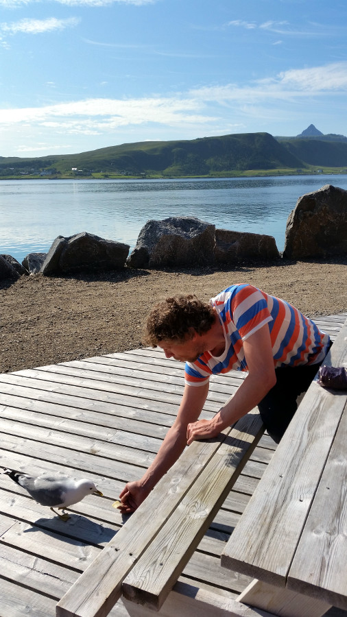 Seagull Kaj eats from hand at bench