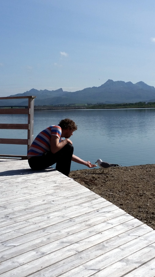 Seagull Kaj eats from hand at terrace