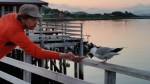 Seagull eats food from hand
