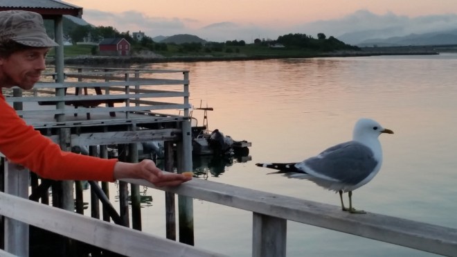 Tame seagull not interested in food in hand