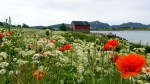 Beautiful orange flowers at Skreda meadow meadow