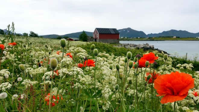 Beautiful orange flowers at Skreda meadow meadow
